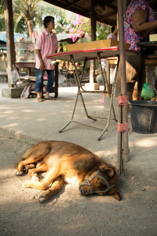 タイとかインドとか国内旅行とか行ってきた_524287