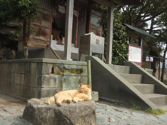 江ノ島行ってきたから猫とか神社とか適当にはってく_31