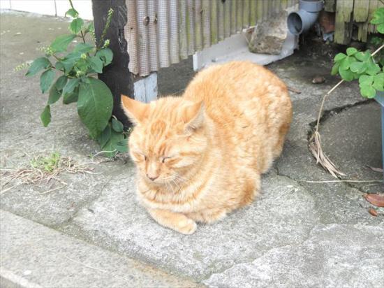 江ノ島行ってきたから猫とか神社とか適当にはってく_4194303