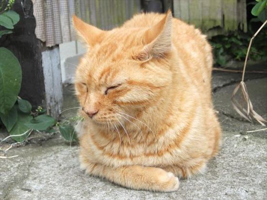 江ノ島行ってきたから猫とか神社とか適当にはってく_8388607