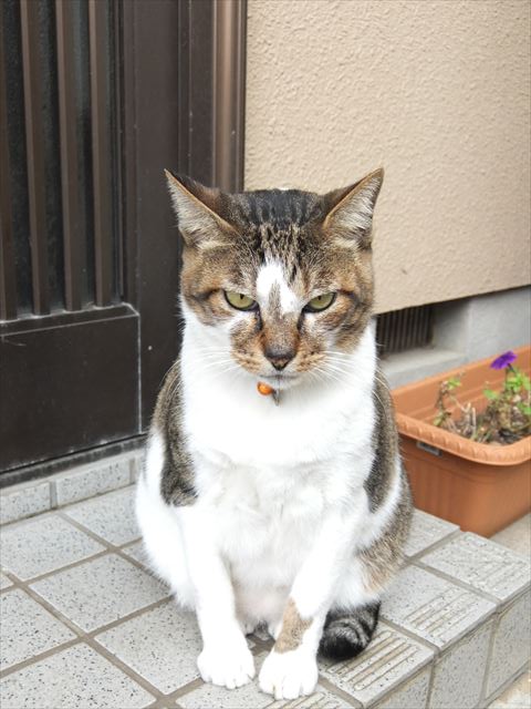 江ノ島行ってきたから猫とか神社とか適当にはってく_33554431