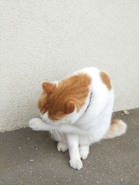 江ノ島行ってきたから猫とか神社とか適当にはってく_134217727