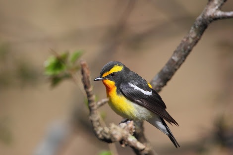 春になったから身近な鳥紹介してく_1