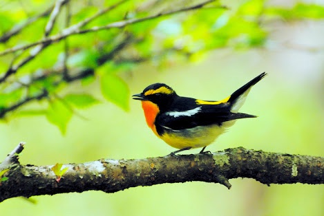 春になったから身近な鳥紹介してく_7