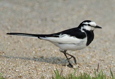 春になったから身近な鳥紹介してく_15