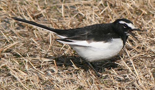 春になったから身近な鳥紹介してく_31