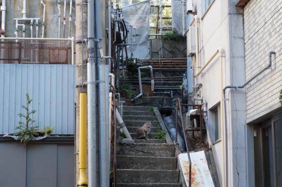 関東の2階建て列車に乗りまくってきたので写真うｐする_4194303