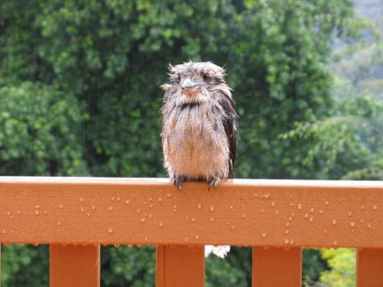 【Rain】雨の動物画像を貼っていく_1073741823