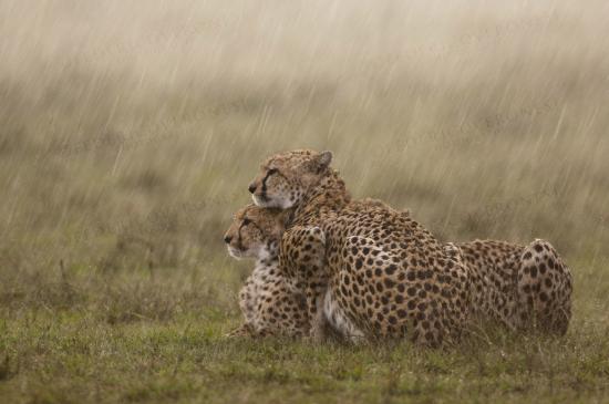 【Rain】雨の動物画像を貼っていく_34359738367