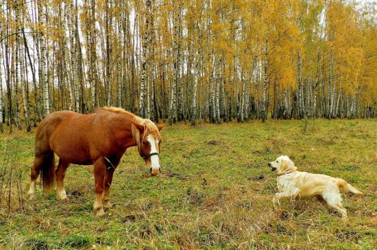 【枯葉】秋の動物画像を貼っていく_15