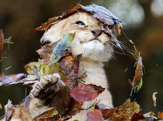 【枯葉】秋の動物画像を貼っていく_32767