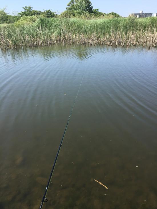 今日バス釣り行ってきたんだけどザリガニめっちゃ捕れたわ_3