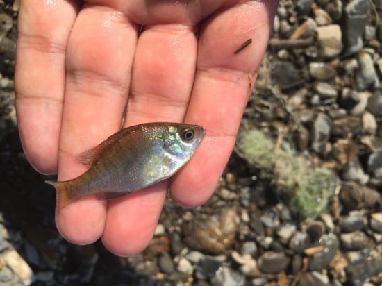 今日バス釣り行ってきたんだけどザリガニめっちゃ捕れたわ_1023