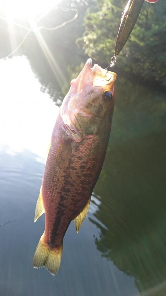 またバス釣り行って来たよ 釣りの話をしよう！_1