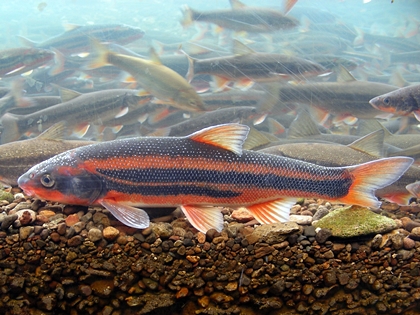 日本の凄い生き物を紹介したい_2047