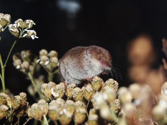 日本の凄い生き物を紹介したい_32767