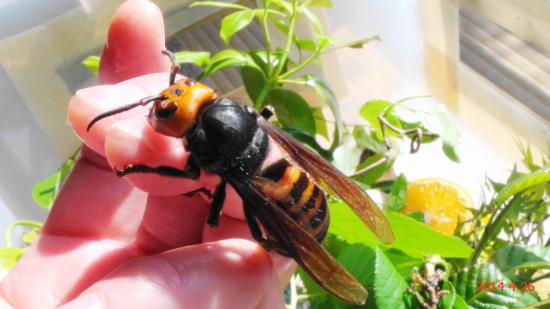 日本の凄い生き物を紹介したい_3