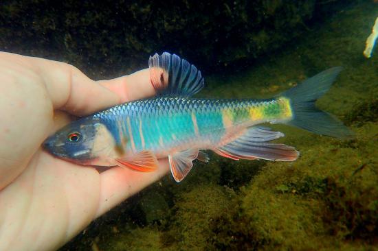 日本の凄い生き物を紹介したい_7