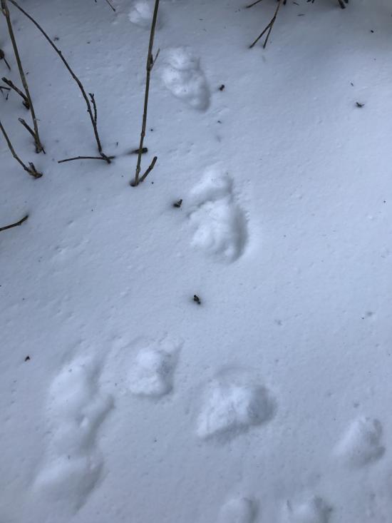 山行ってきたんで写真貼ってく　その2_1048575