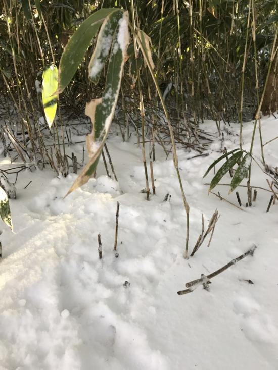 山行ってきたんで写真貼ってく　その2_33554431