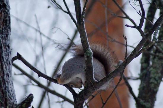 【画像】雪と動物の風景を置いていきます_63