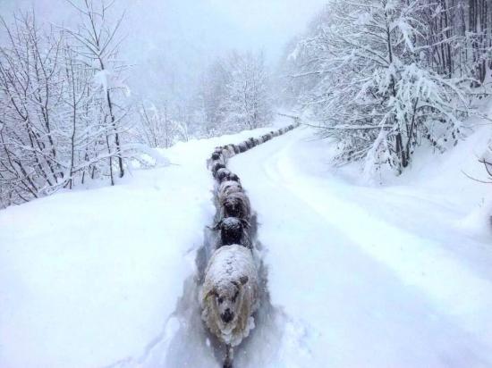 【画像】雪と動物の風景を置いていきます_1023