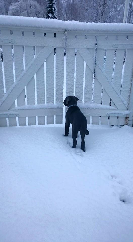 【画像】雪と動物の風景を置いていきます_65535