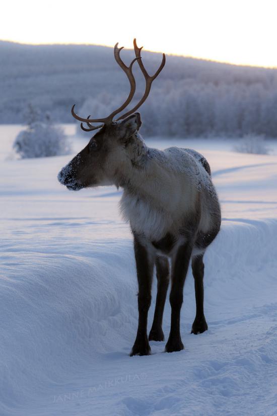 【画像】雪と動物の風景を置いていきます_524287