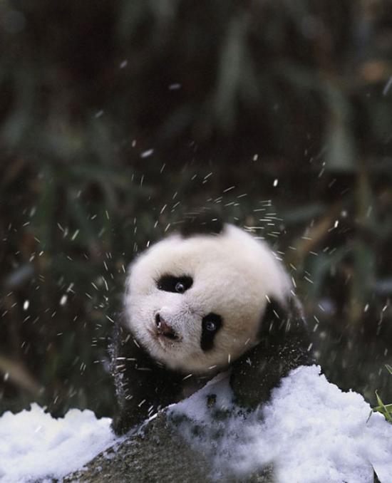 【画像】雪と動物の風景を置いていきます_4194303