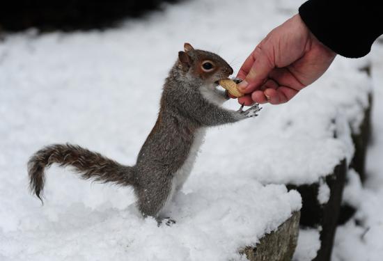 【画像】雪と動物の風景を置いていきます_33554431