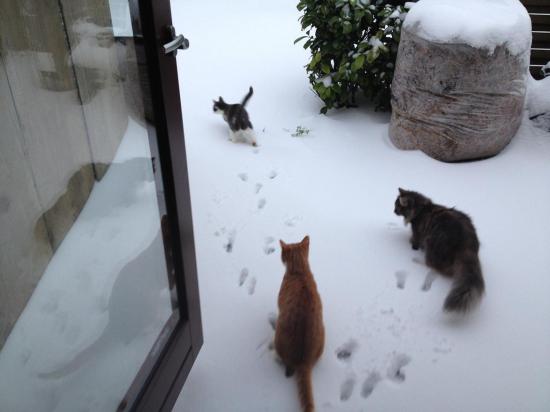 【画像】雪と動物の風景を置いていきます_1073741823