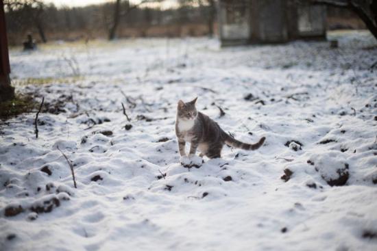 【画像】雪と動物の風景を置いていきます_34359738367