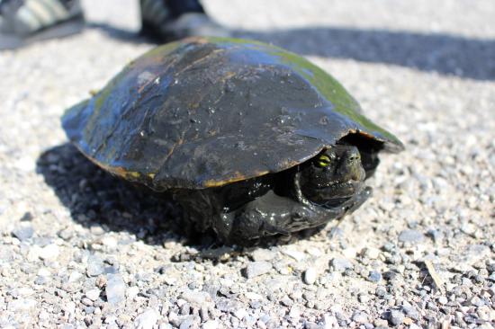 印旛沼でカミツキガメ捕まえてきた！！！_262143