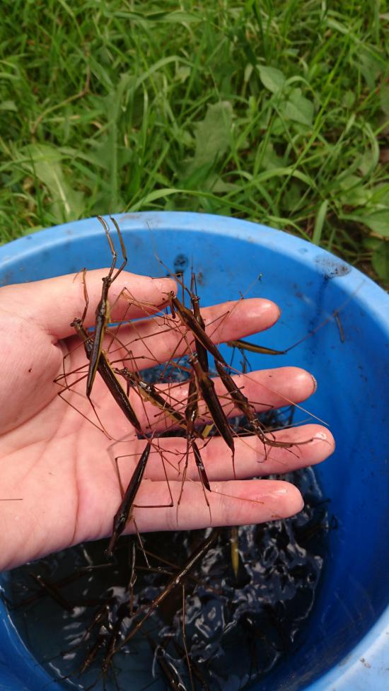 ミズカマキリとったけど見る？_3